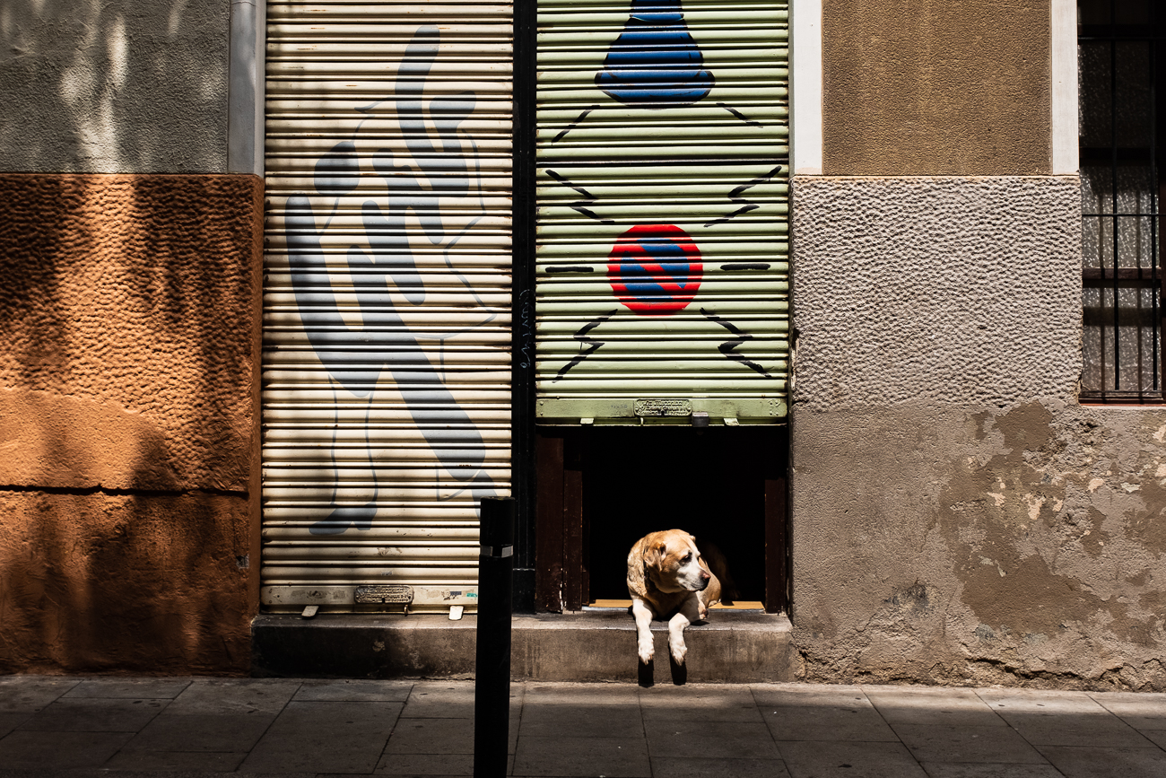 Dog at a store front in Barcelona, Spain.