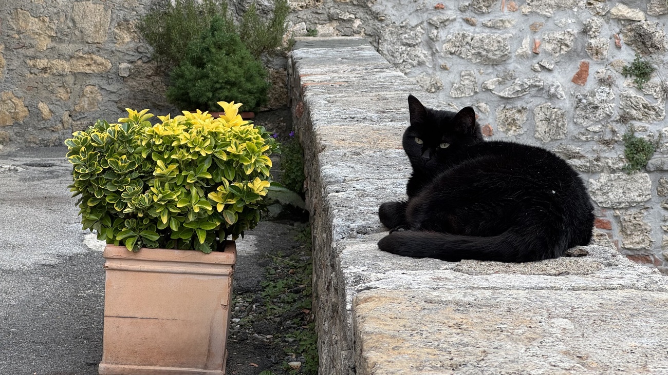 Cat enjoying life, Sarteano, Italy.