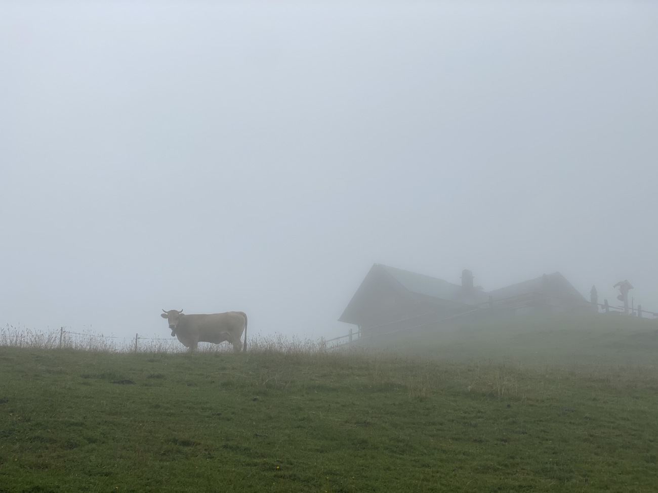 A cow near the Stepberg Alm, near Garmisch-Partenkirchen, Germany.