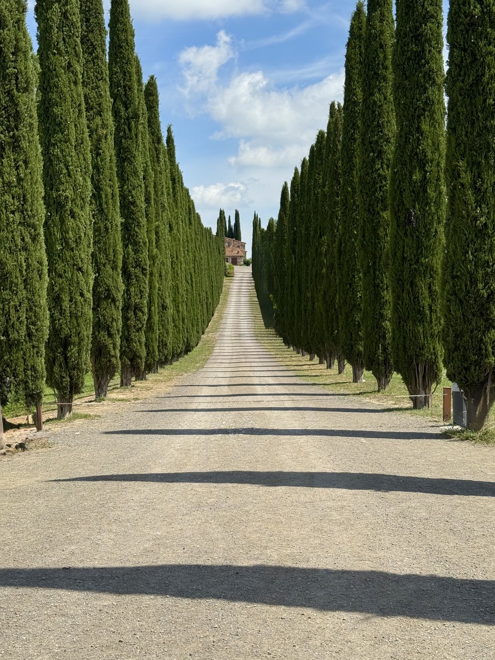 Cypress road, Val d'Orcia, Tuscany, Italy.