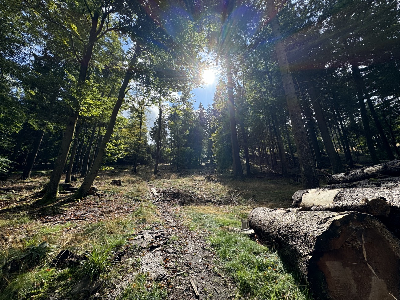 Sun is peeking through the forest, Taunus, Germany.