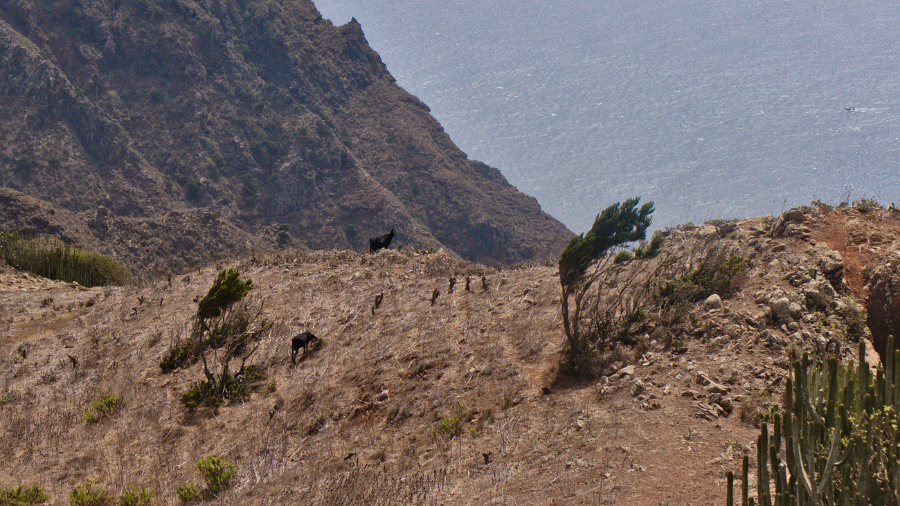 Goats in the Anaga mountains, Las Bodegas, Tenerife.