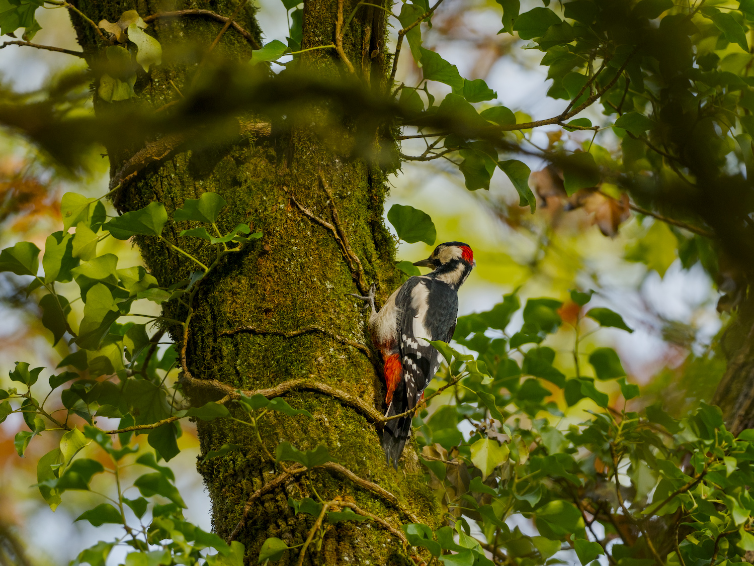 Great spotted woodpecker on a mossy trunk, Frankfurt am Main, Germany.