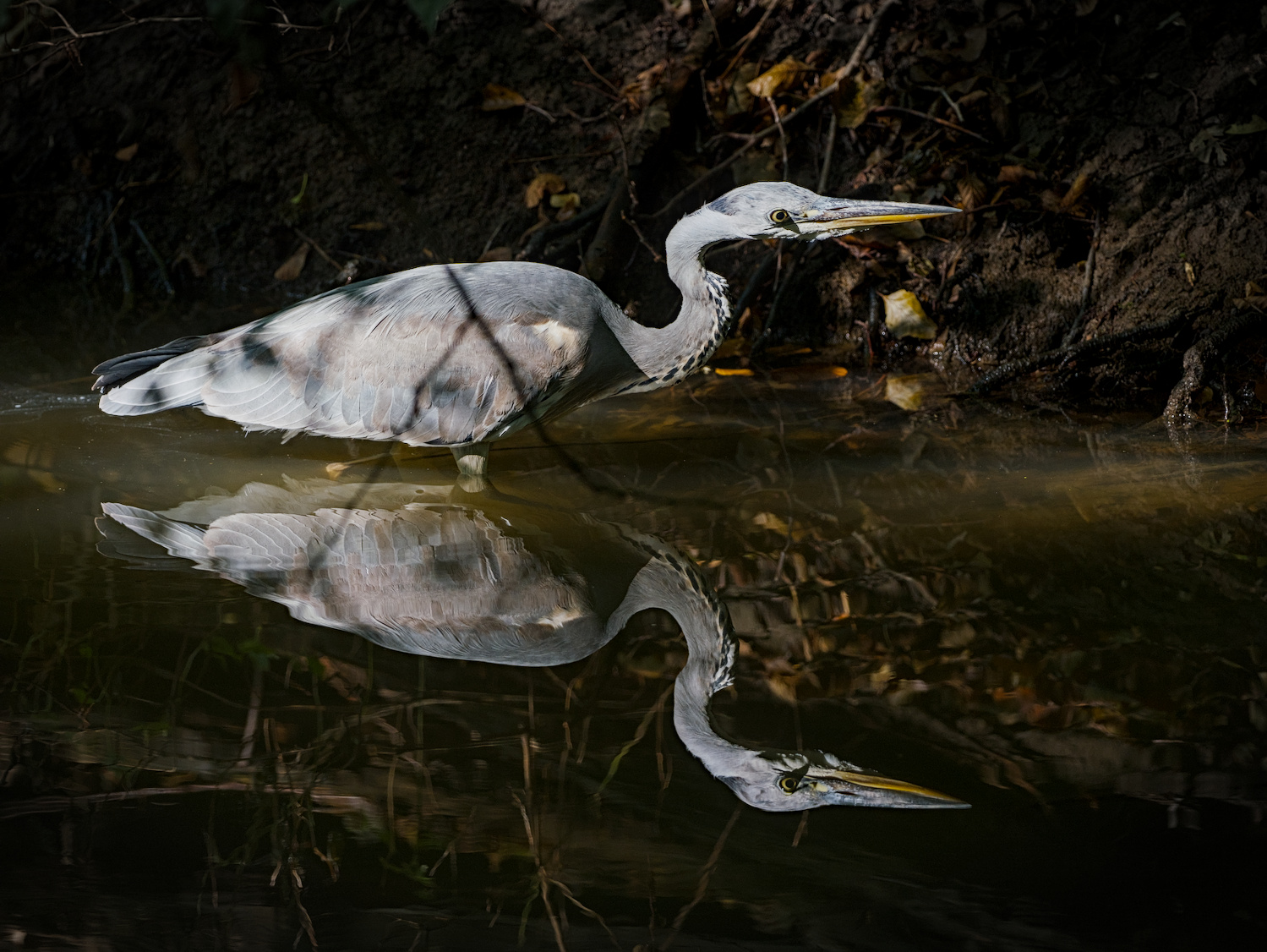 Grey heron and its reflection, Frankfurt am Main, Germany.