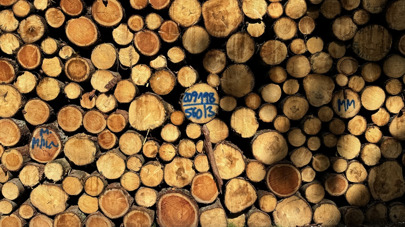 A pile of logs in the forest, Taunus, Germany.