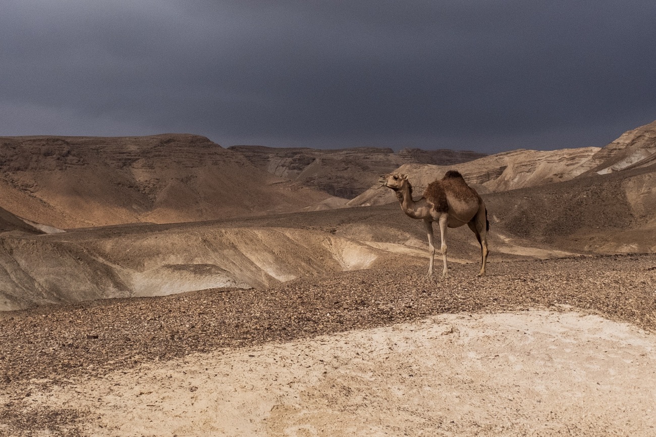 A camel near Massada, Negev desert, Israel.