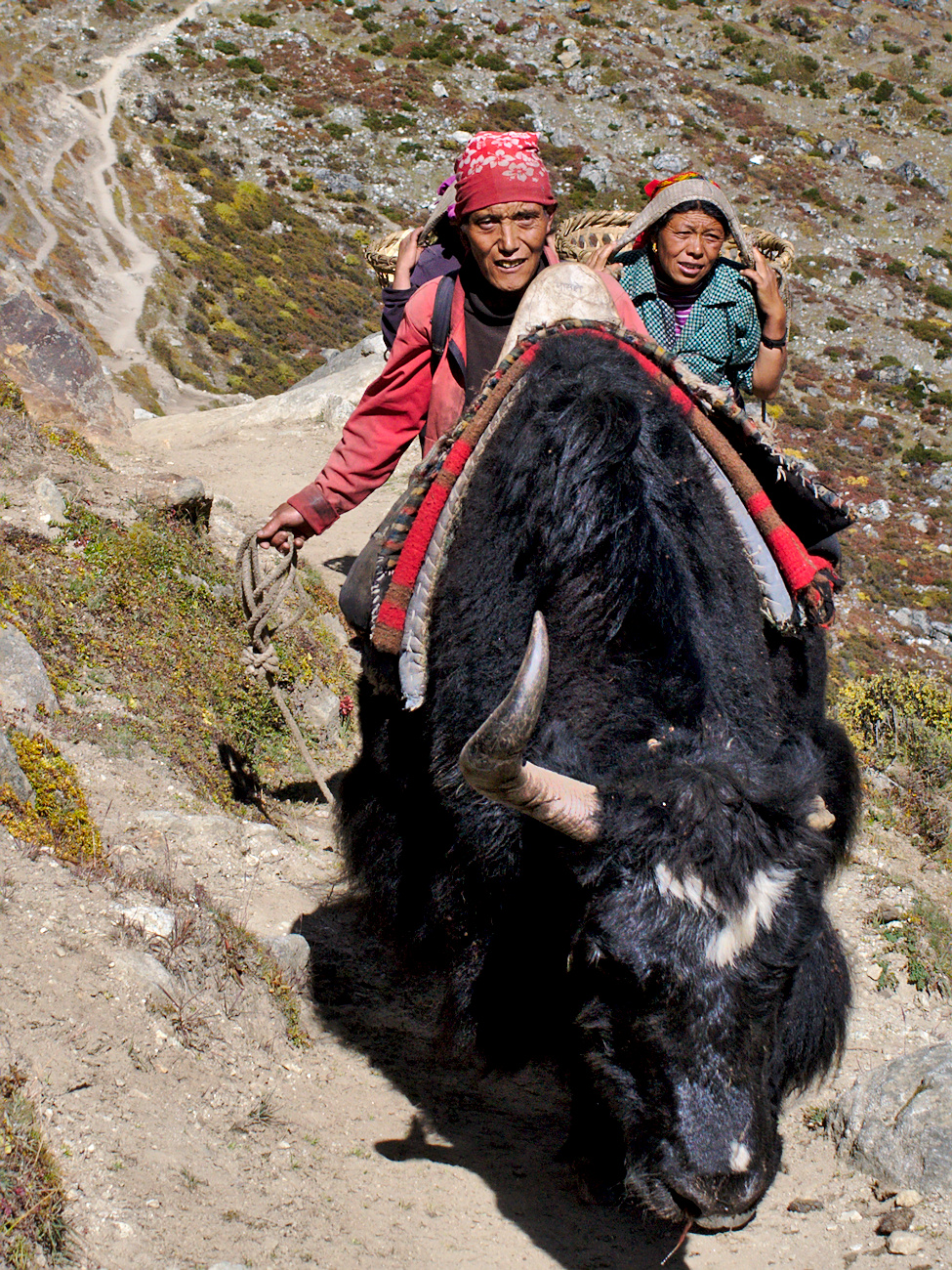 Two women guiding a yak, Nepal.