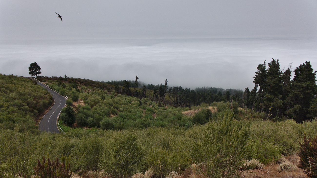 Mountain road and Passat clouds near Orotava valley, Tenerife.