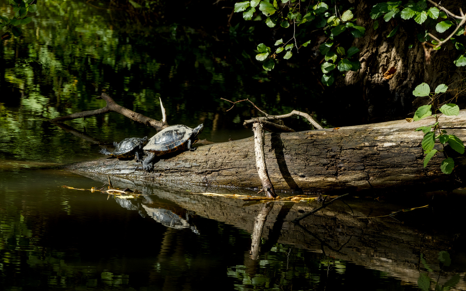 Turtles sunbathing on a log, Frankfurt am Main, Germany.